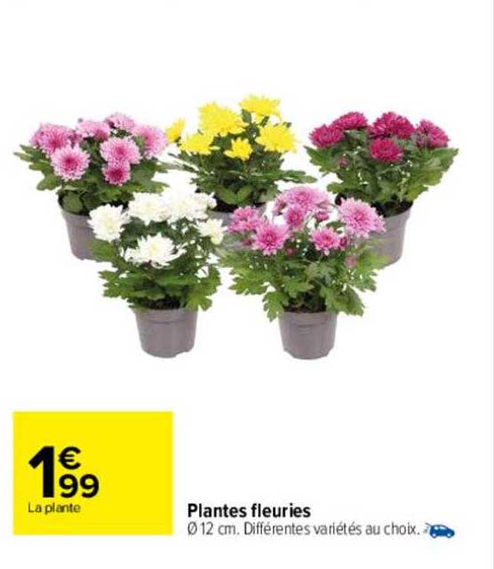 plantes fleuries