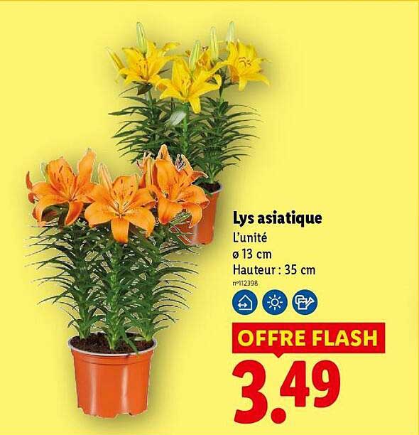 Lys asiatique