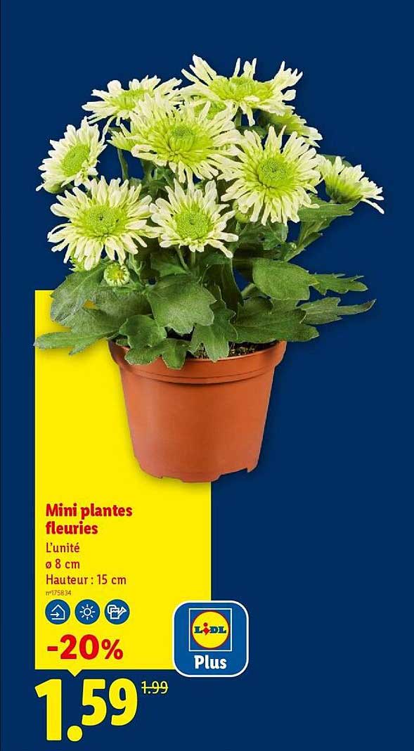 Mini plantes fleuries