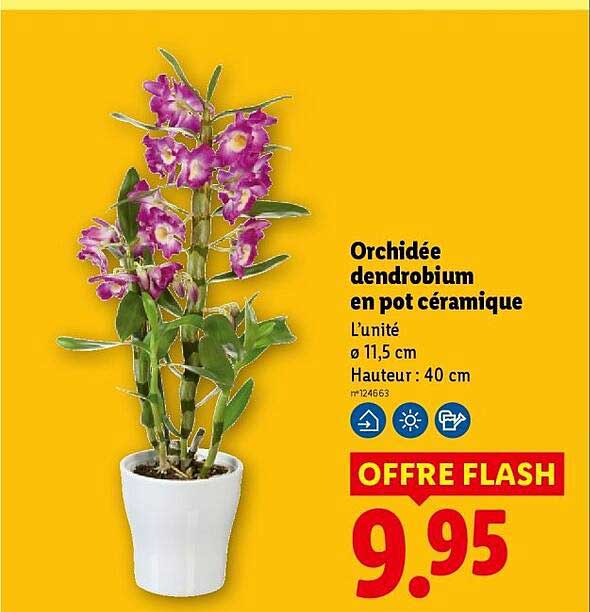 Orchidée dendrobium en pot céramique
