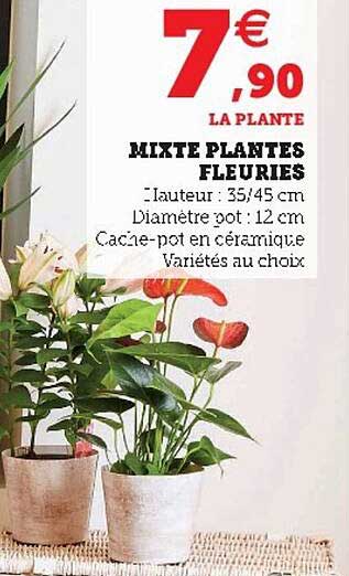 mixte plantes fleuries