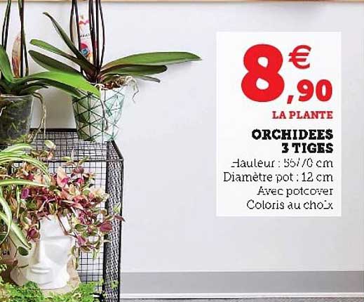 Orchidées 3 Tiges