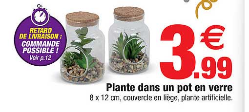 plante dans un pot en verre