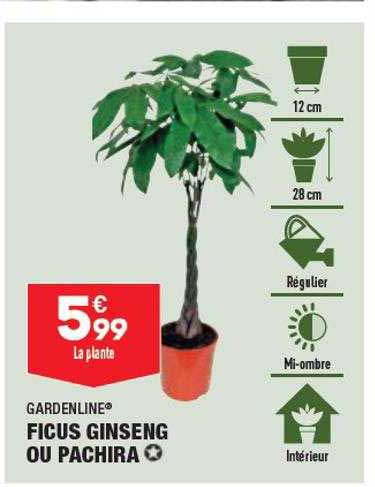ficus ginseng ou pachira garden line