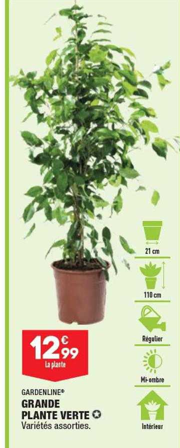 grande plante verte garden line