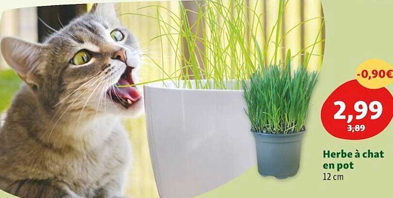 Herbe à Chat En Pot