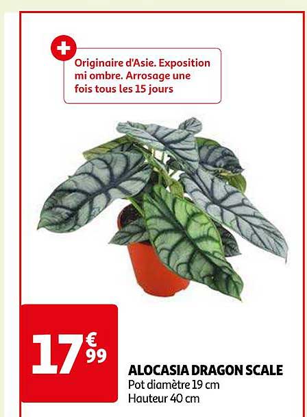 Alocasia Dragon Scale