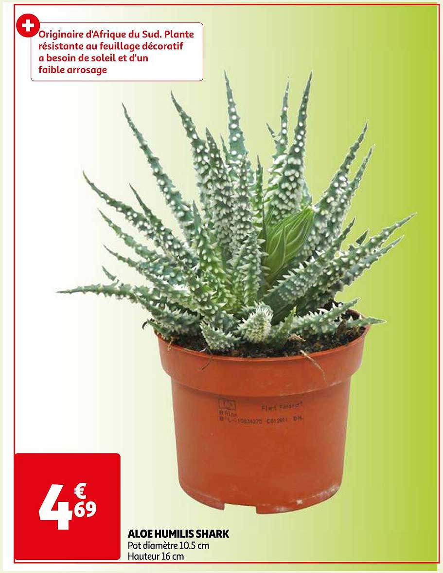 Aloe Humilis Shark