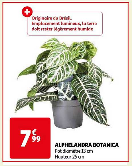 alphelandra botanica