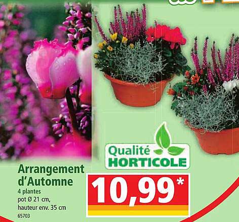 arrangement d'automne