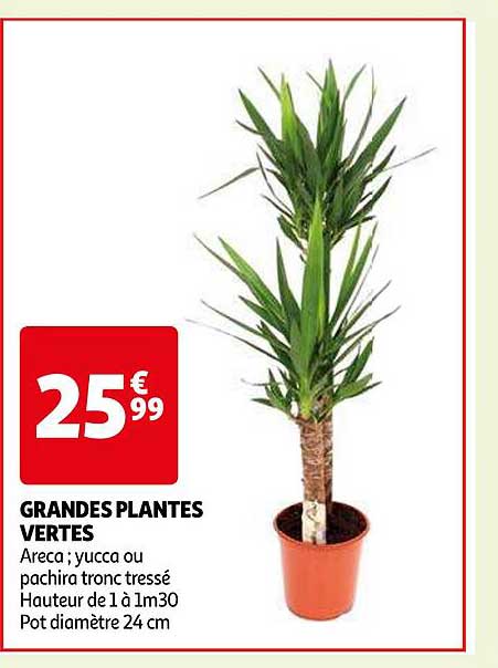 grandes plantes vertes
