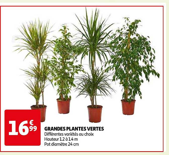 grandes plantes vertes