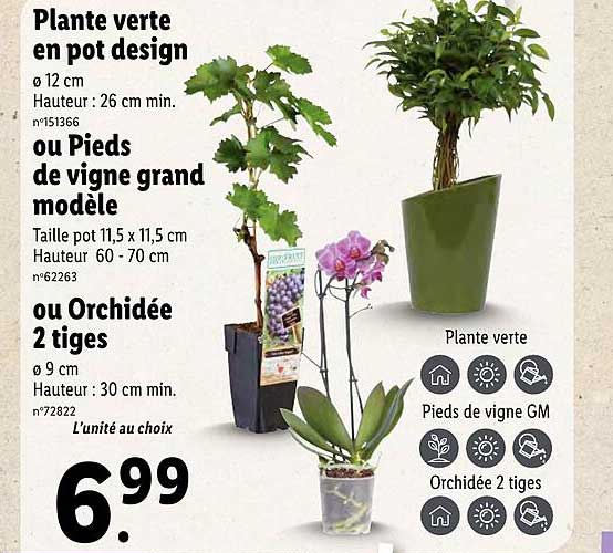 plante verte en pot design ou pieds de vigne grand modèle ou orchidée 2 tige