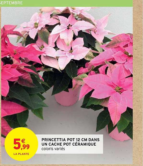 princettia pot 12 cm dans un cache pot céramique