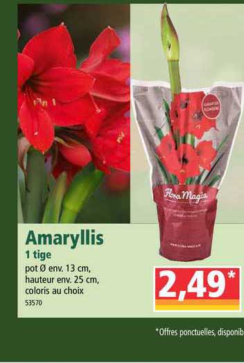 amaryllis 1 tige