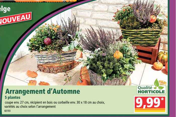 arrangement d'automne 5 plantes qualité horticole