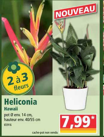 heliconia hawaii