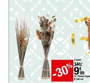 plante fagot h.100 cm -30%
