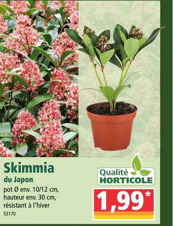 Skimmia Du Japon Qualité Horticole