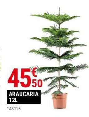araucaria 12 l