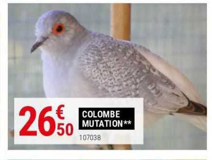 colombe mutation