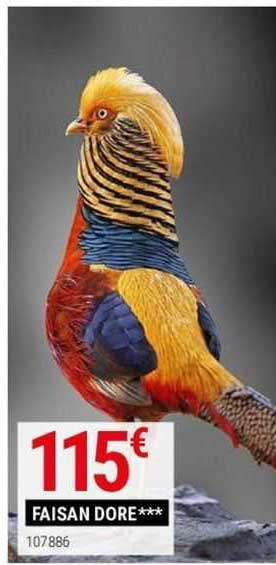 faisan doré