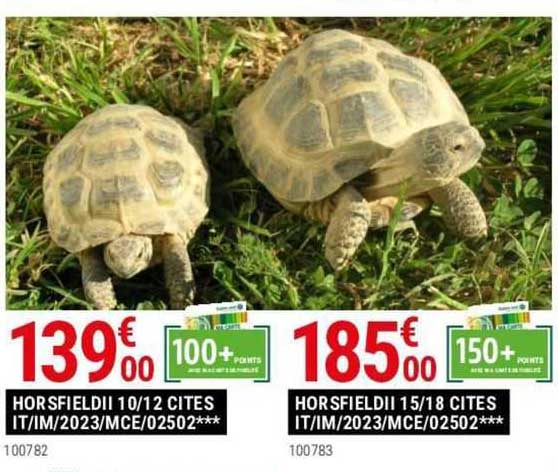 horsfieldII 10/12 cites it/im/2023/mce/02502, horsfieldII 15/18 cites it/im/2023/mce/02502