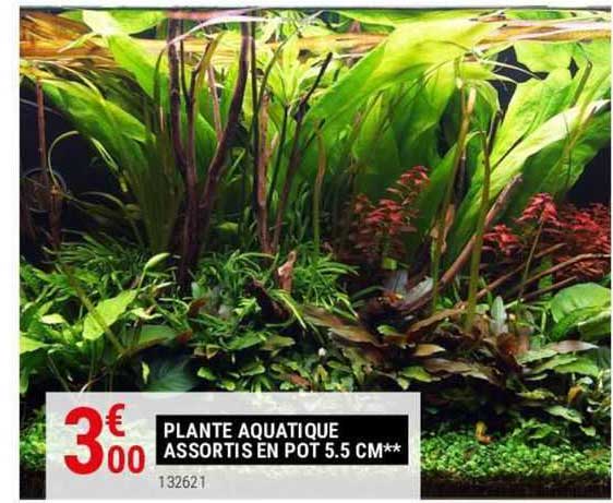 plante aquatique assortis en pot 5.5 cm