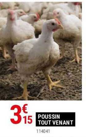 poussin tout venant