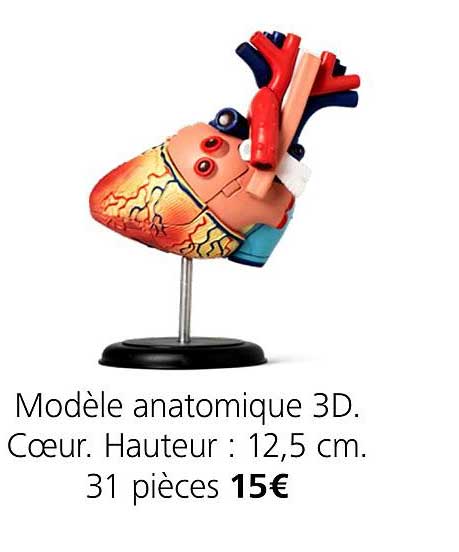 modèle anatomique 3d coeur hauteur 12.5 cm