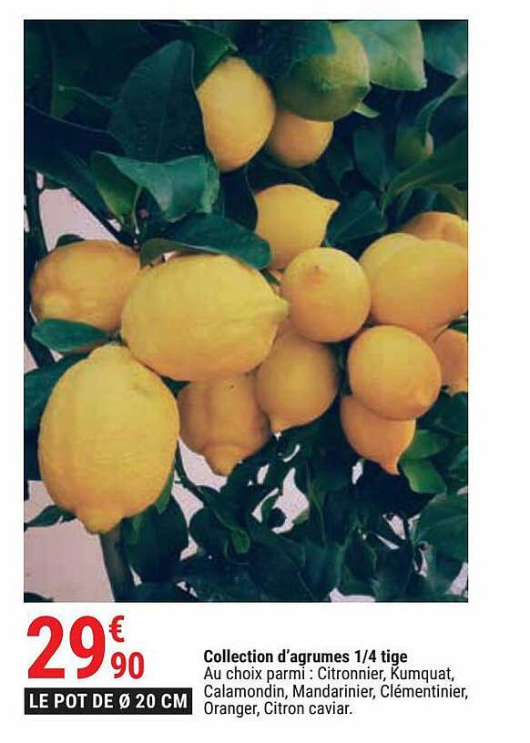 Collection D'agrumes 1-4 Tige
