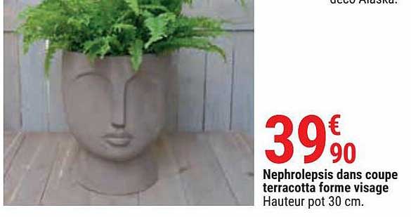 nephrolepsis dans coupe terracotta forme visage