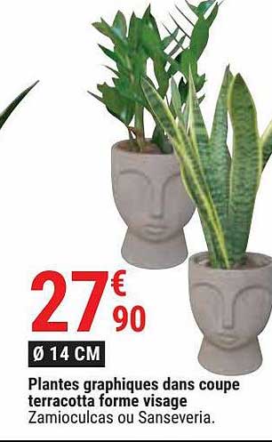 Plantes Graphiques Dans Coupe Terracotta Forme Visage