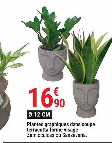 plantes graphiques dans coupe terracotta forme visage