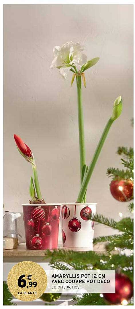 amaryllis pot 12 cm avec couvre pot déco