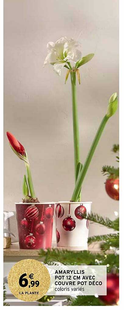 amaryllis pot 12 cm avec couvre pot déco