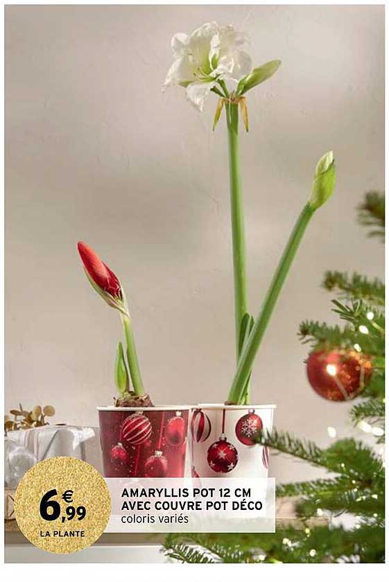 amaryllis pot 12 cm avec couvre pot déco