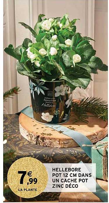 Hellébore Pot 12 Cm Dans Un Cache Pot Zinc Déco