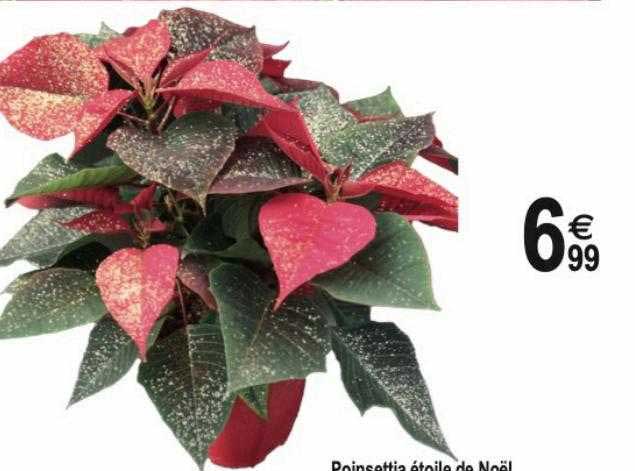 poinsettia étoile de noël