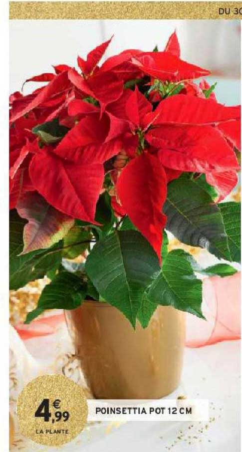 poinsettia pot 12 cm