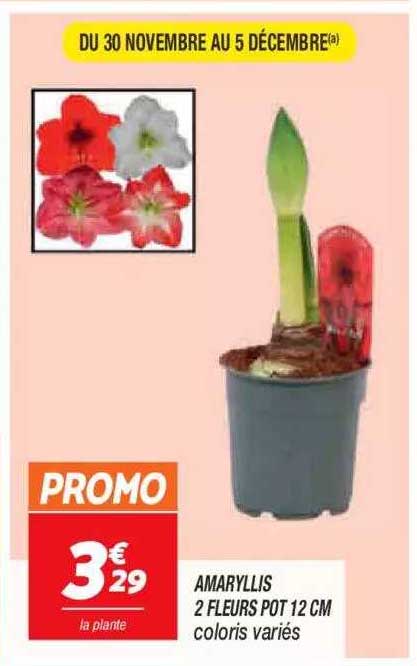 amaryllis 2 fleurs pot 12 cm