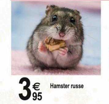 hamster russe