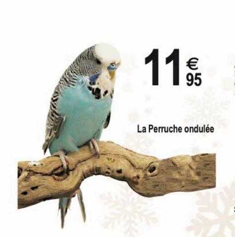 la perruche ondulée