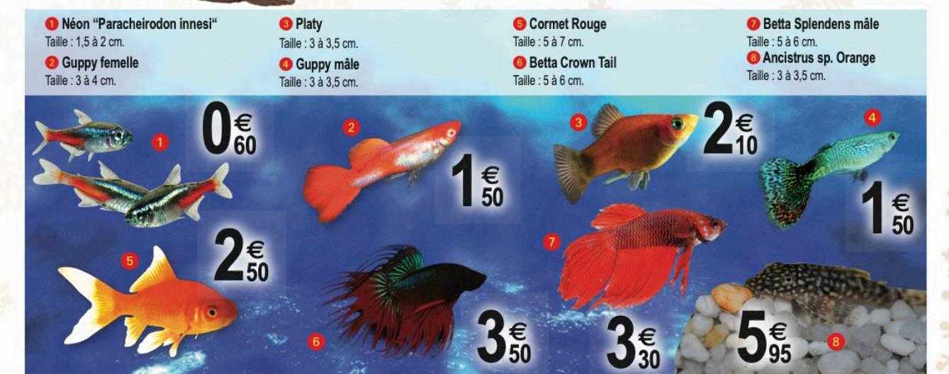 néon "paracheirodon innesi", guppy femelle, platy, guppy mâle, cornet rouge, betta crown tail, betta splendens mâle, ancistrus sp. orange