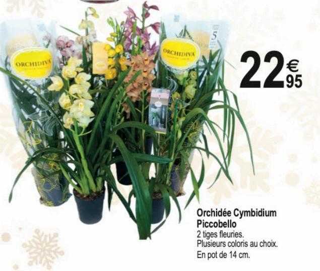 orchidée cymbidium piccobello