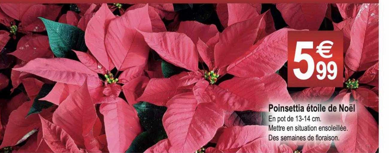 poinsettia étoile de noël