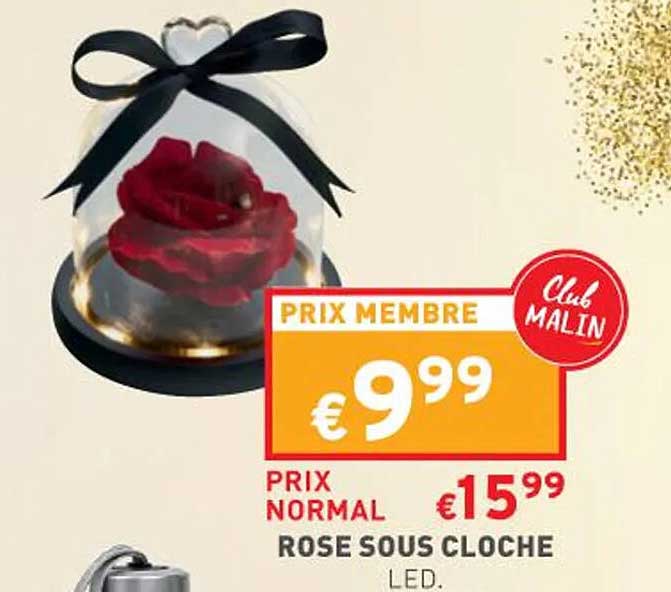 rose sous cloche