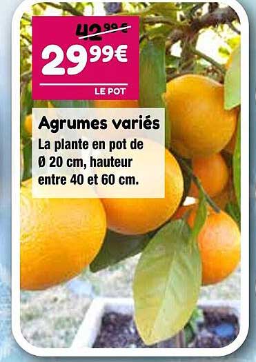 agrumes  variés