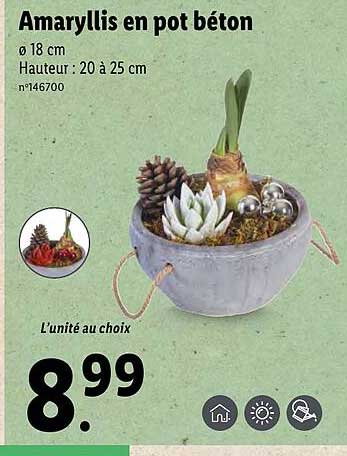 amaryllis en pot béton