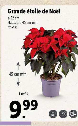 Grande étoile De Noël